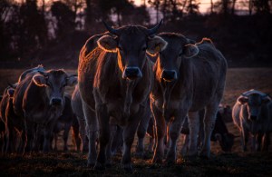 arte-naturaleza-imagen