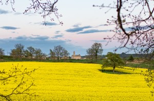 fotografoia-paisaje-colza