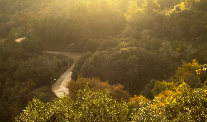 Fotografia Conscient a&nbsp;Collserola