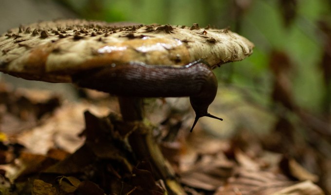 Foto de tardor i lluna al bosc del&nbsp;Faig