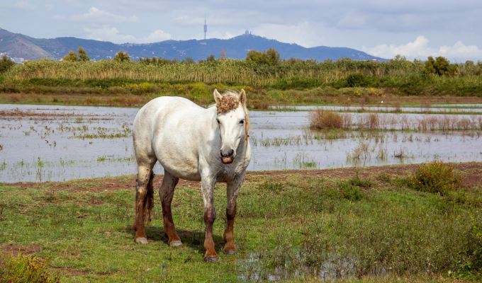 FOTO DE NATURA I FAUNA, DELTA DEL&nbsp;LLOBREGAT