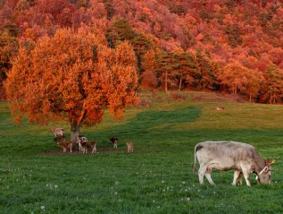 Entre grietas y&nbsp;hayedos